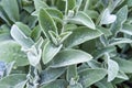 Full frame close-up Stachys byzantina lambÃ¢â¬â¢s ears or woolly hedgenettle ornamental plant grow in herbal garden Royalty Free Stock Photo